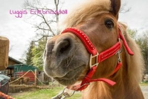 Pferd in Luggis Erlebnisstall